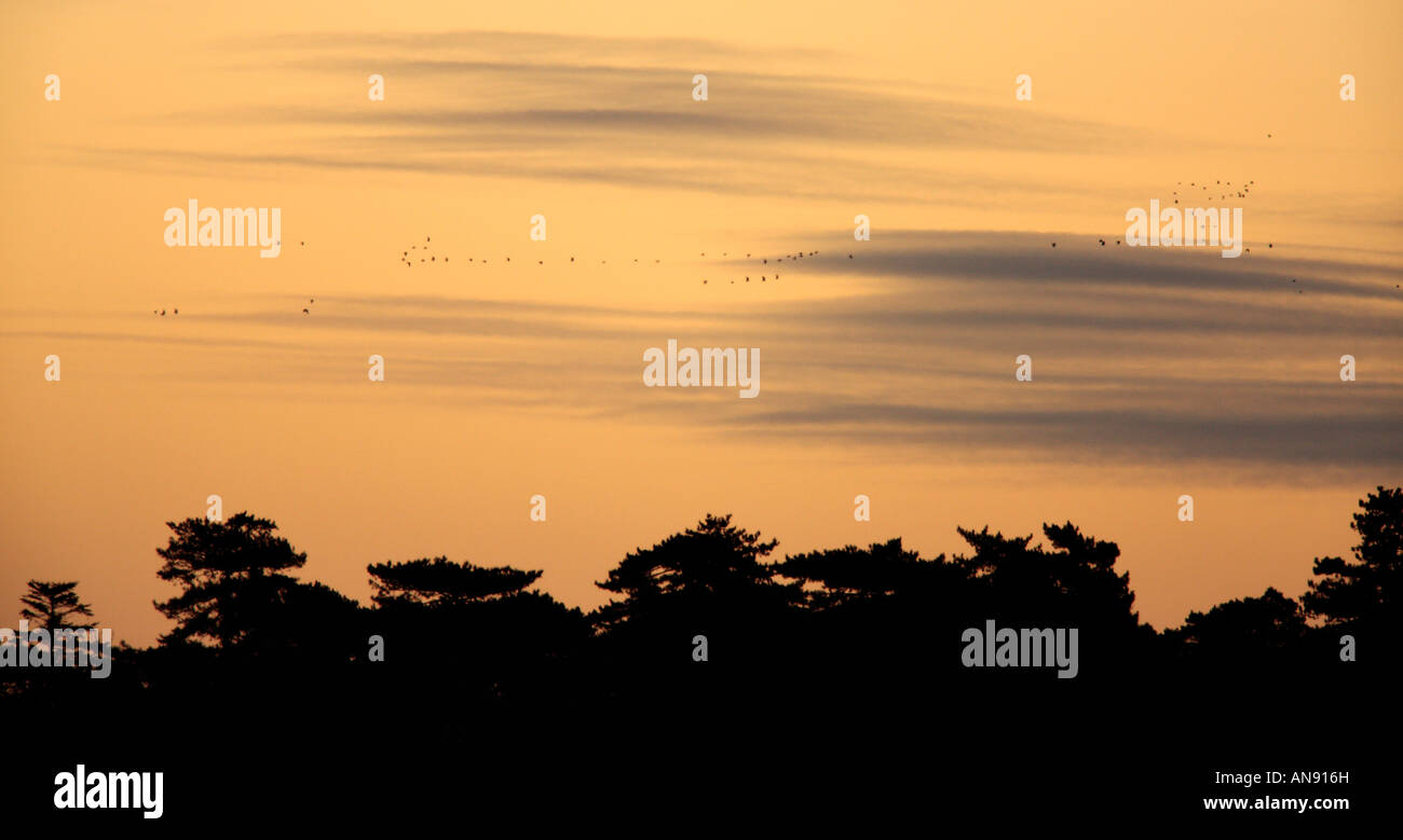White fronted Geese Anser albifrons in early morning sky Holkham Norfolk Stock Photo