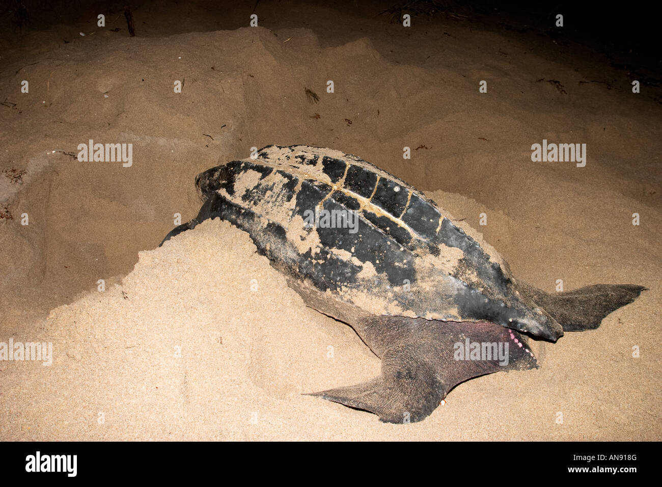 An injured adult leatherback sea turtle hit by a large boat Stock Photo