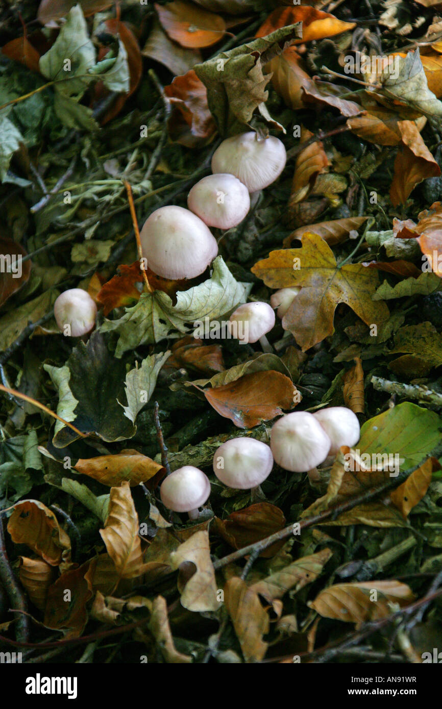 Lilac Fibrecap or Earth Inocybe, Inocybe geophylla var lilacena Toadstools Inocybaceae Stock Photo