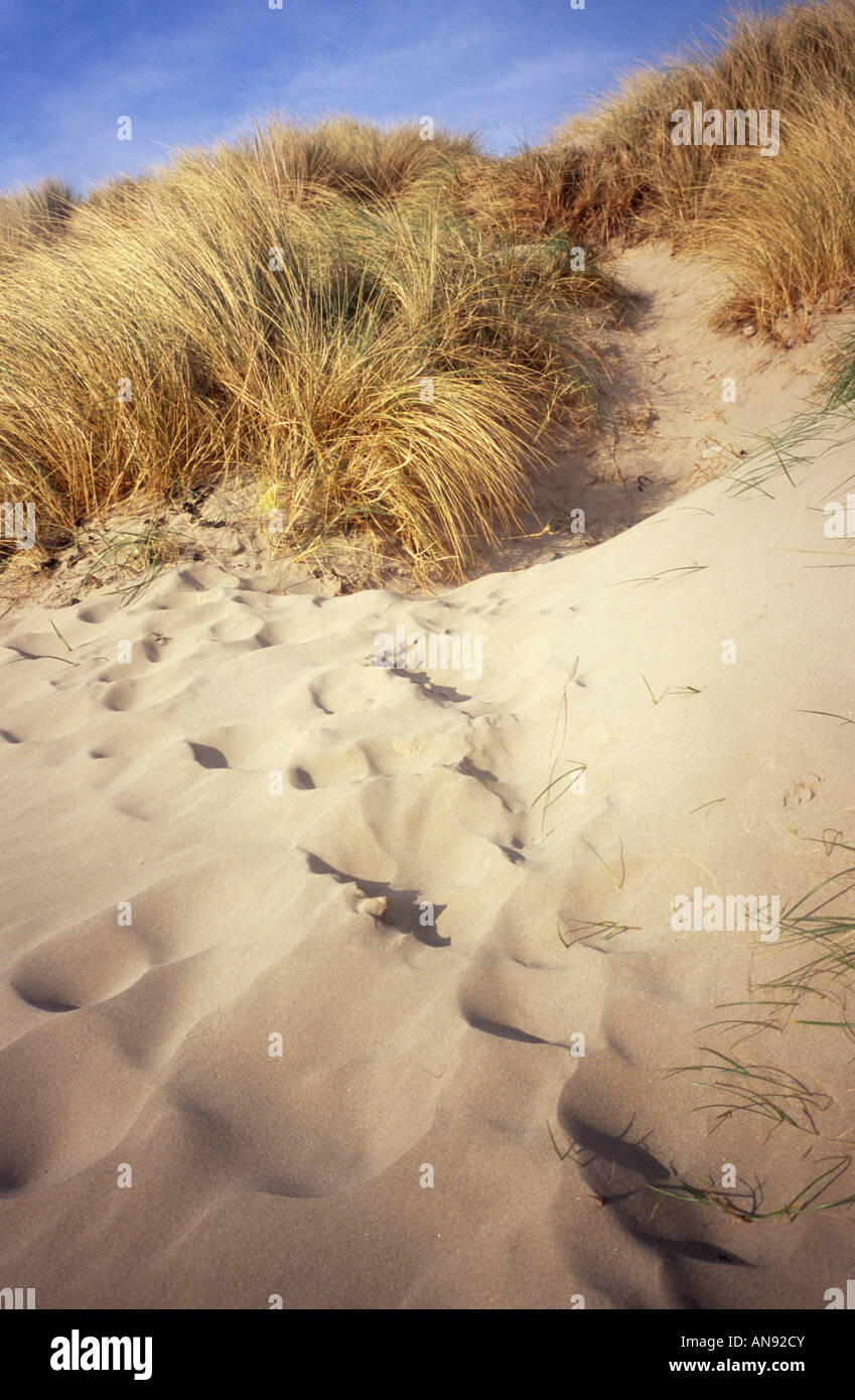 Footprints in the sand dunes with long grasses at Alnmouth, Northumberland, England Stock Photo