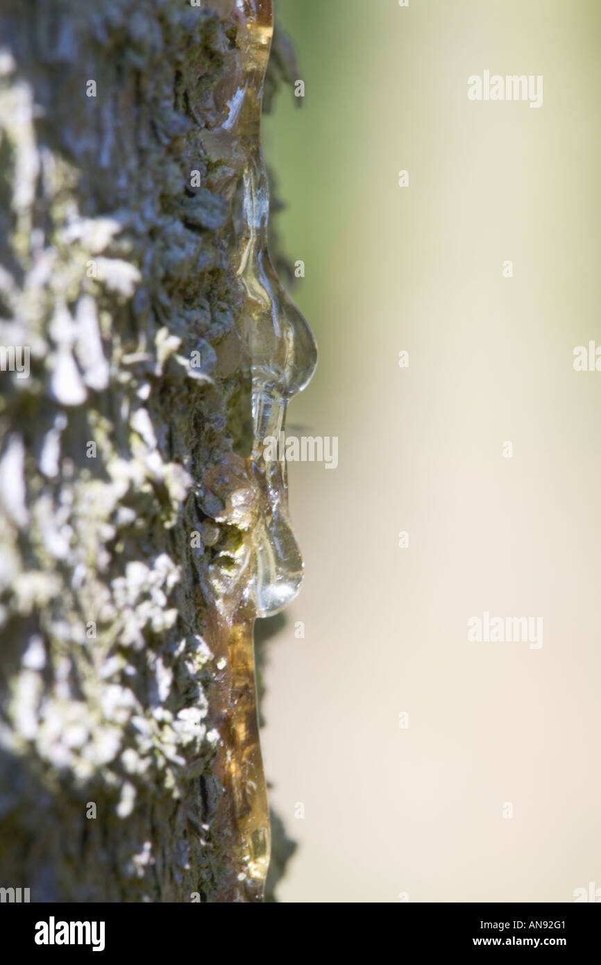 Tree sap ooze bark hires stock photography and images Alamy