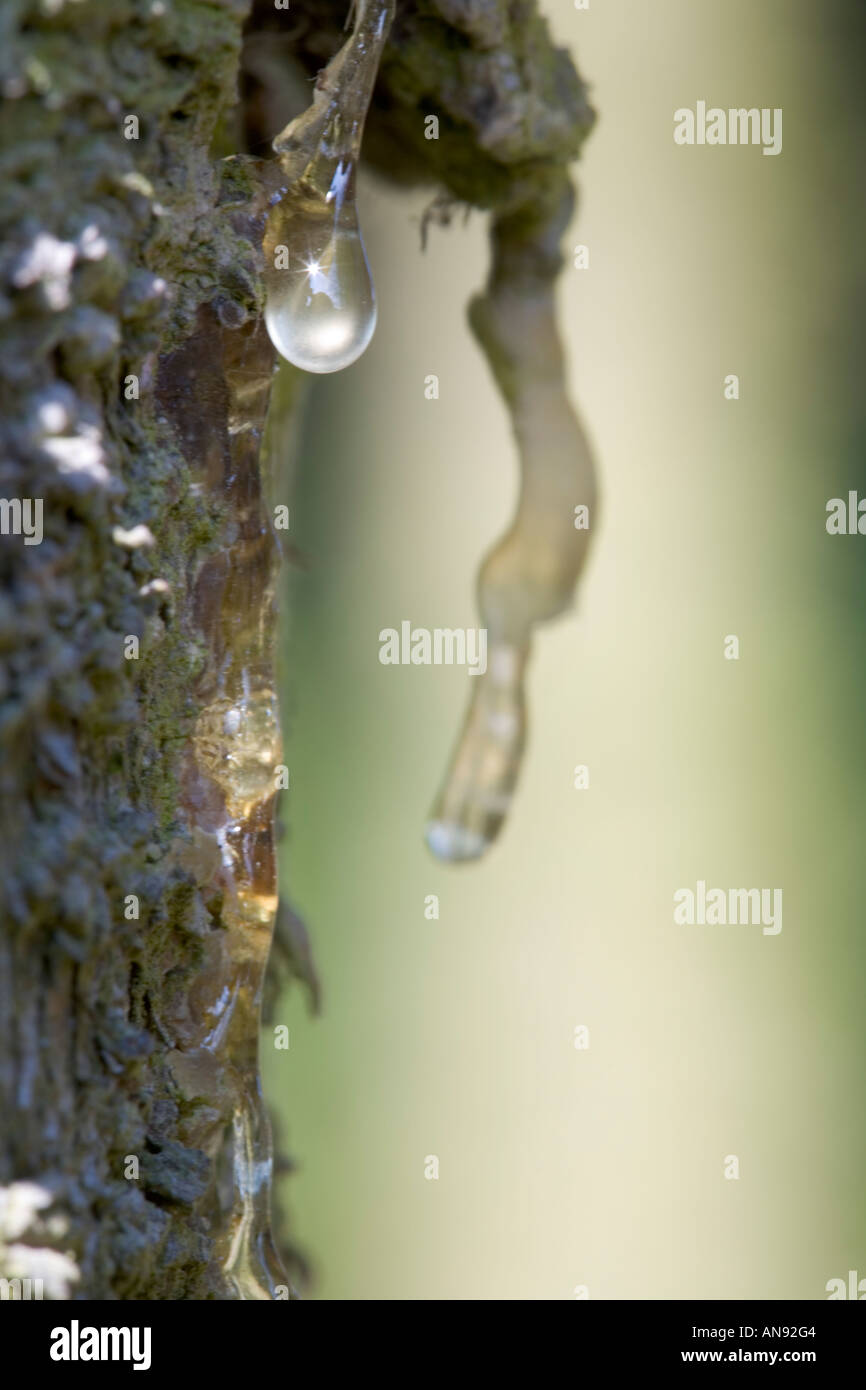 Dripping down the tree trunk hires stock photography and images Alamy