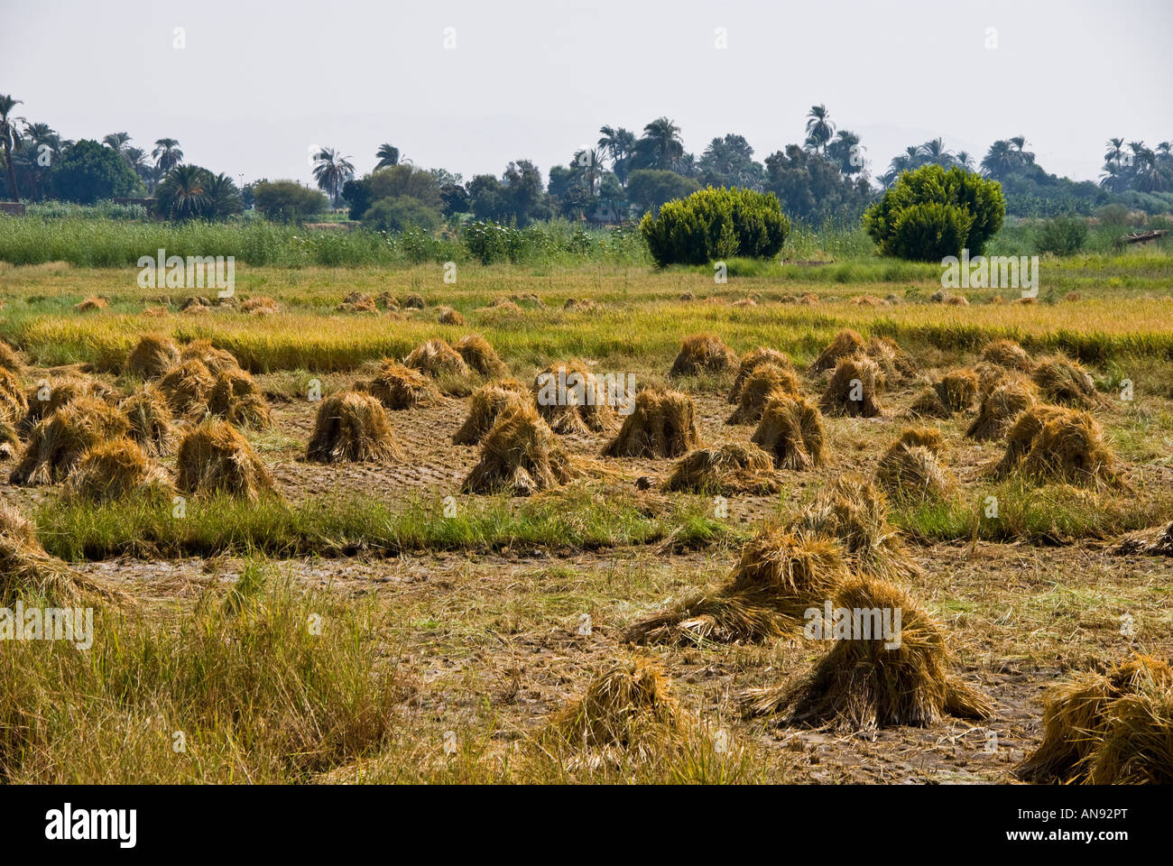 Egyptian field of reeds hires stock photography and images Alamy