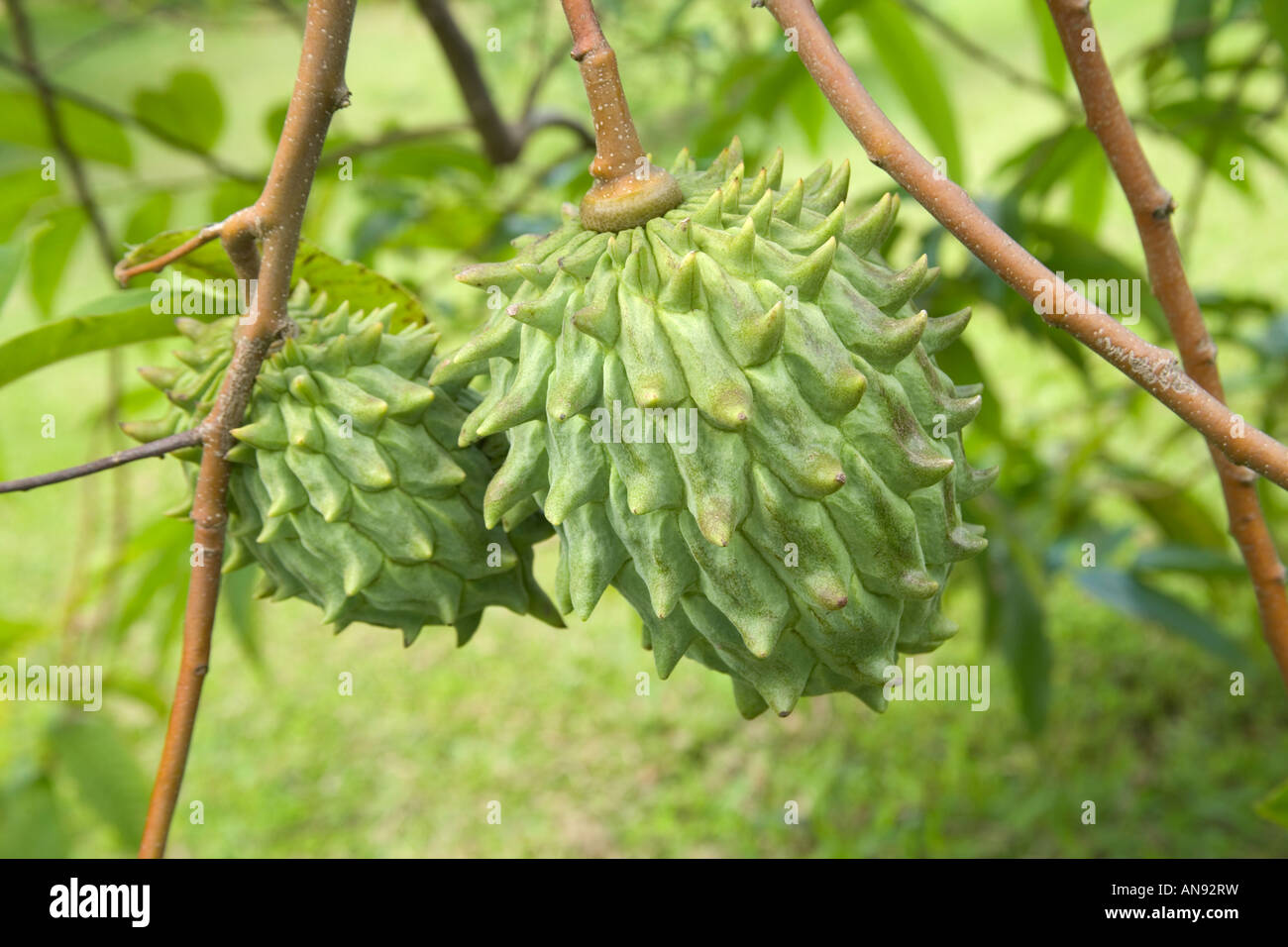 Maturing Rollinia fruit on branch. Stock Photo