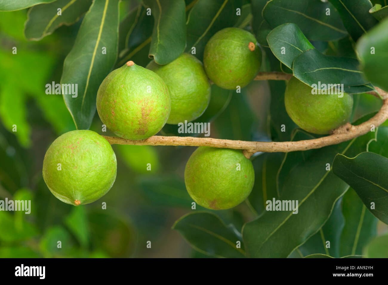Maturing Macadamia nuts on branch. Stock Photo