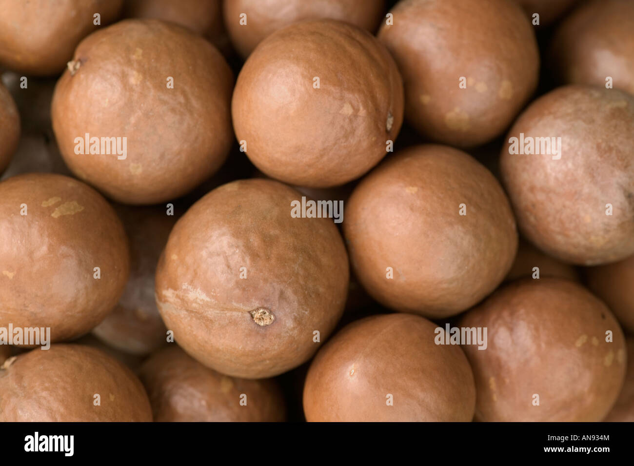 Harvested Macadamia nuts in shell. Stock Photo