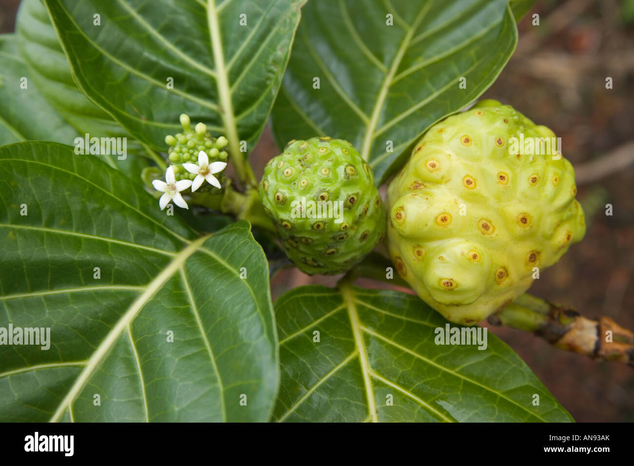 Noni fruit on branch Stock Photo Alamy