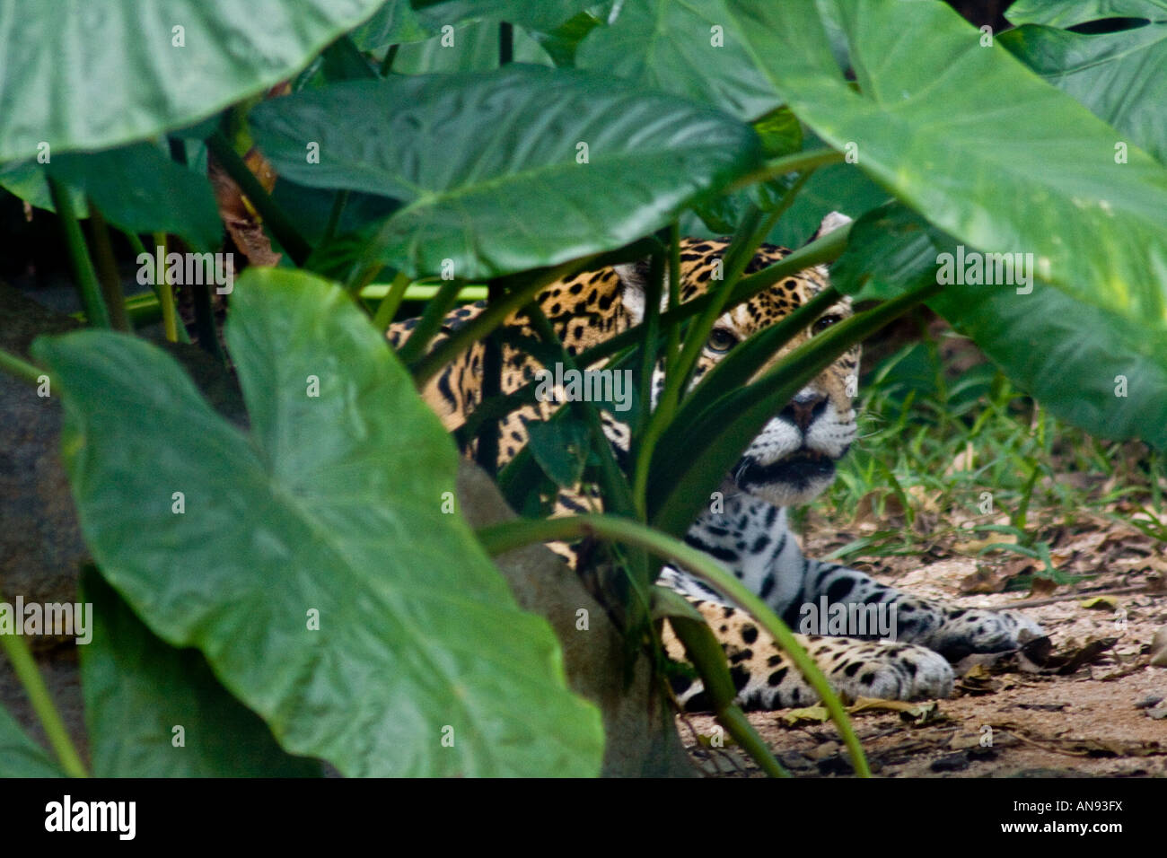 Siu Fa, Jaguar Hong Kong Zoological and Botanical Garden Hong Kong SAR Stock Photo
