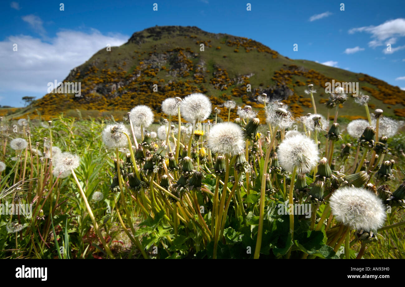 A patch of dandelion heads going to seed in a green meadow below the volcanic plug remains of North Berwick Law Stock Photo