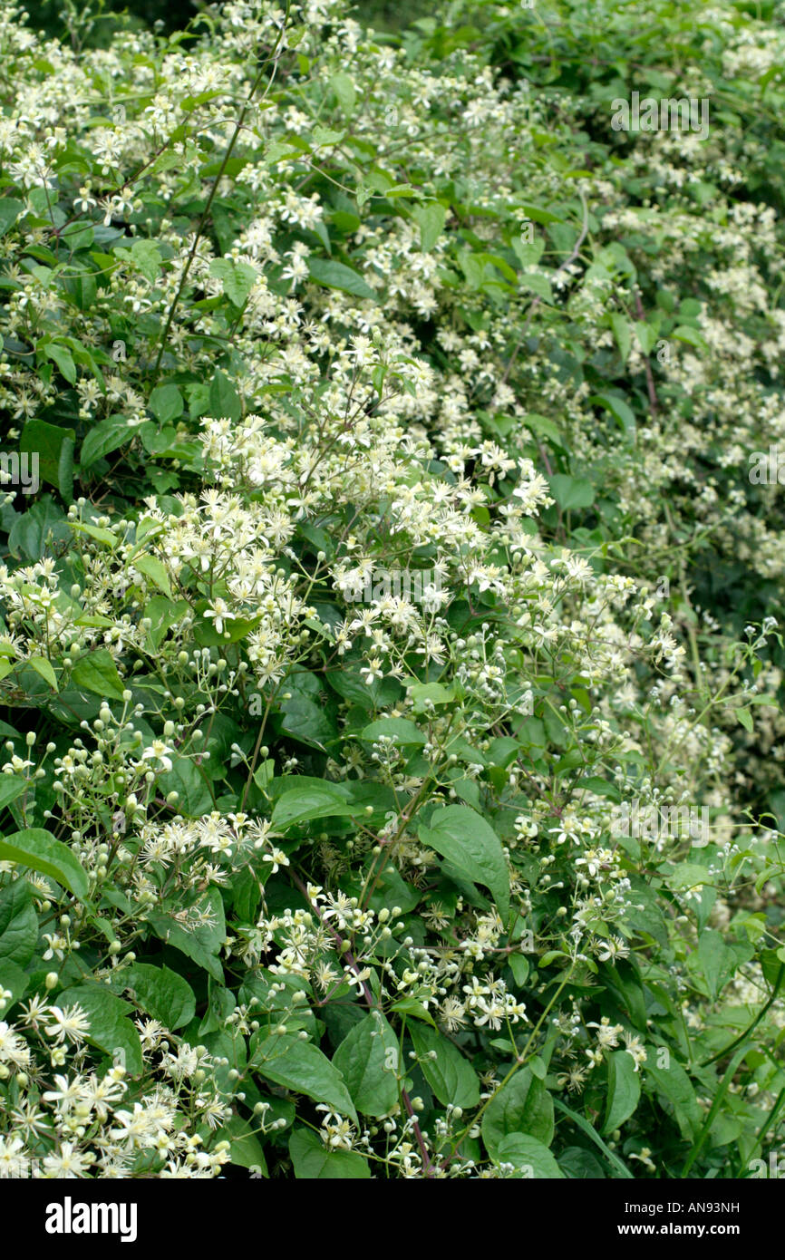 CLEMATIS VITALBA TRAVELLERS JOY Stock Photo