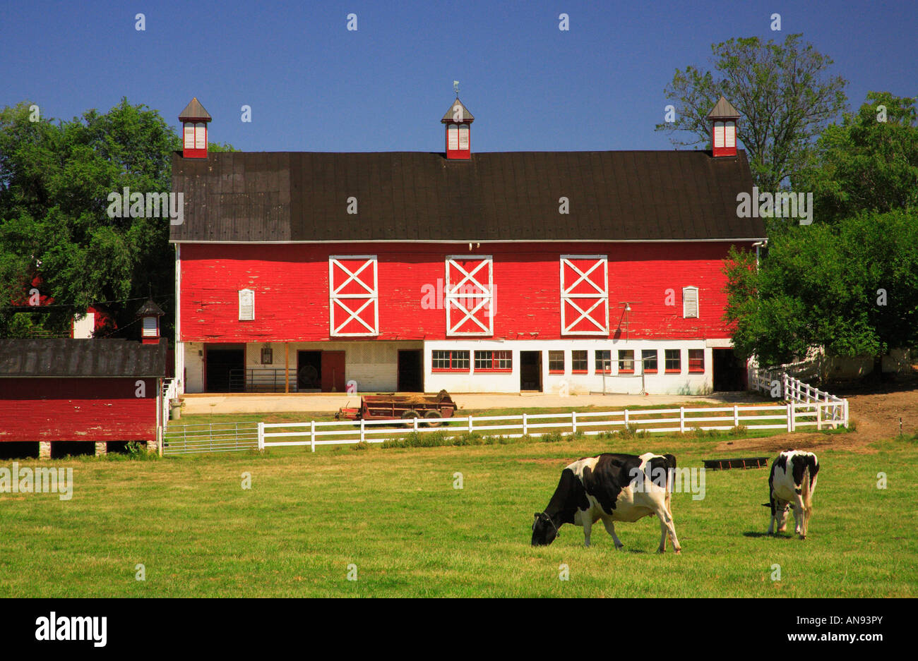 Holstein Dairy Cows, Boonesboro, Maryland , USA Stock Photo