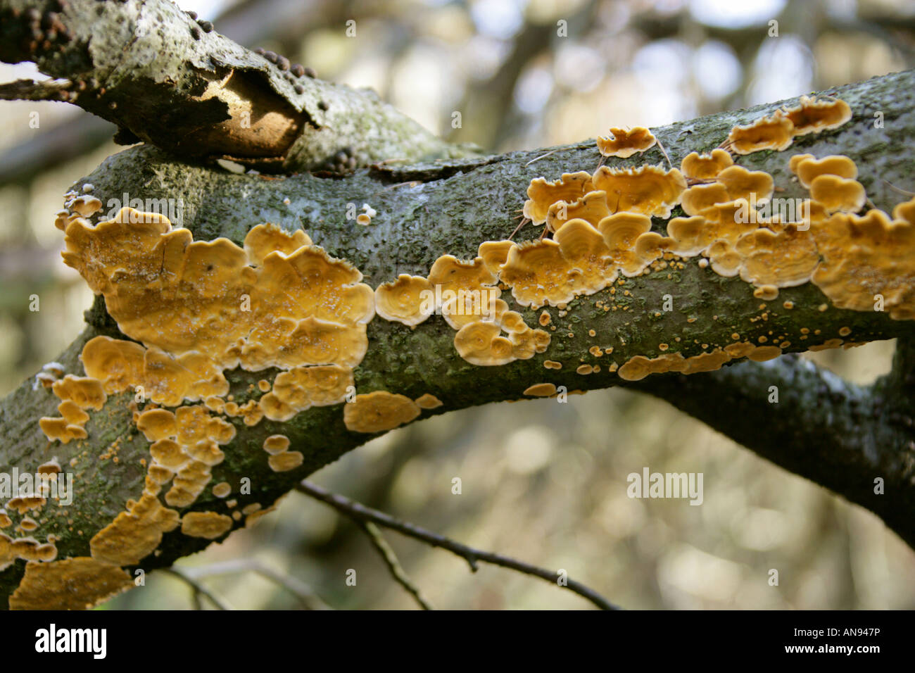 Hairy Stereum Fungus, stereum hirsutum, Stereaceae. Aka Hairy Curtain Crust. Stock Photo