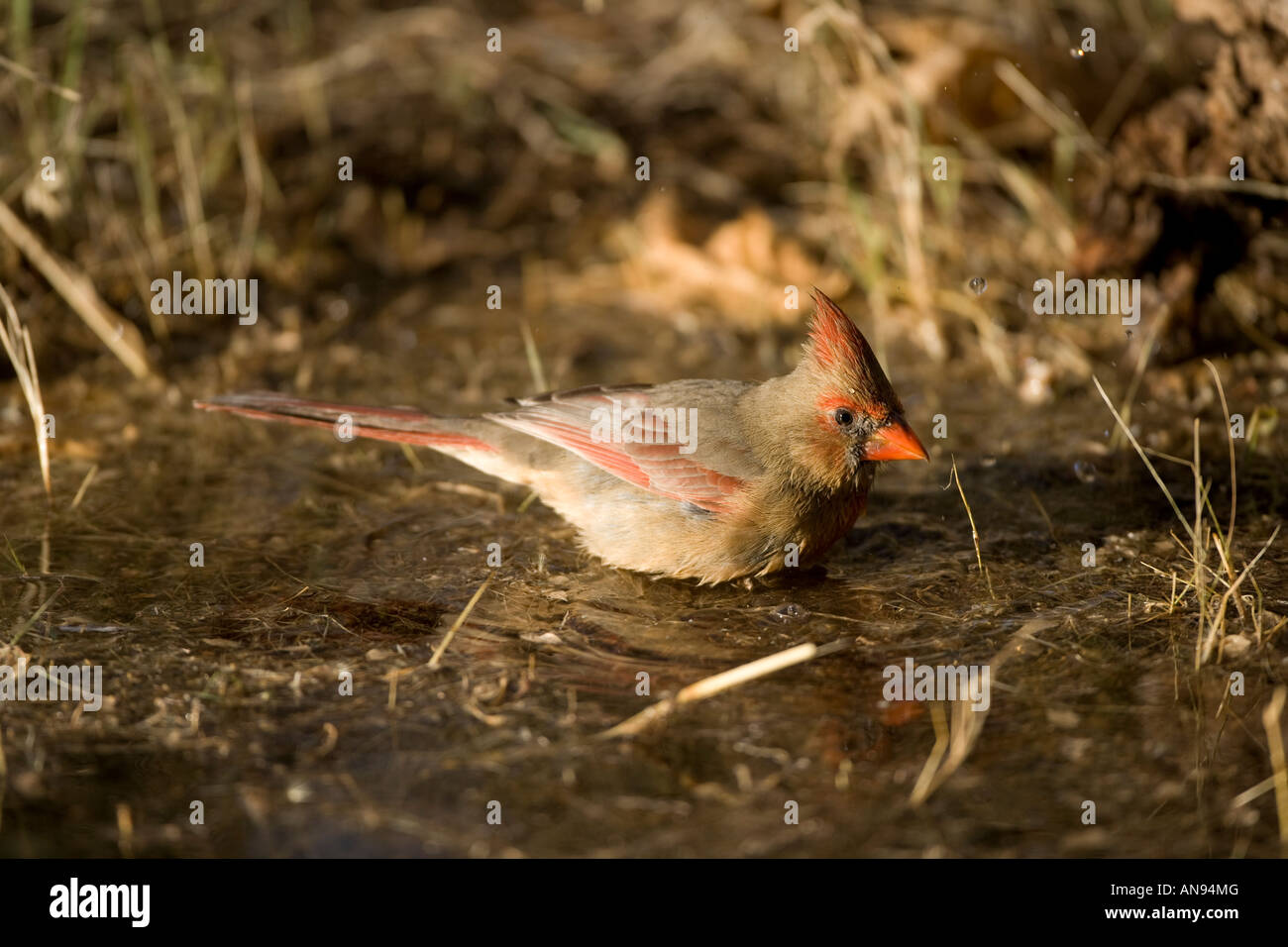 Northern Cardinal Cardinalis cardinalis Arizona Sonoran Desert female Standing in pool Stock Photo
