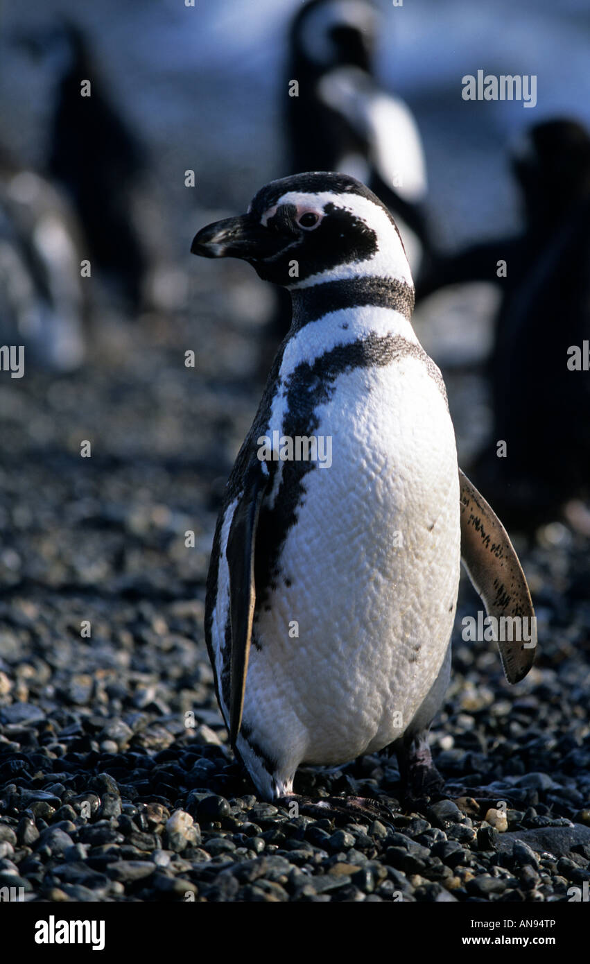 Magellanic penguin on Isla Magdalena, Patagonia Punta Arenas, Chile Stock Photo