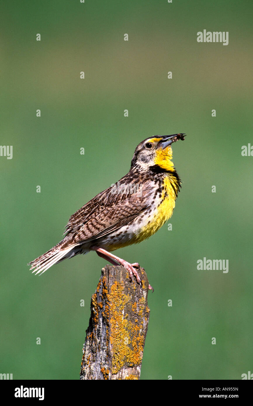 Western Meadowlark Perched with Insect - Vertical Stock Photo