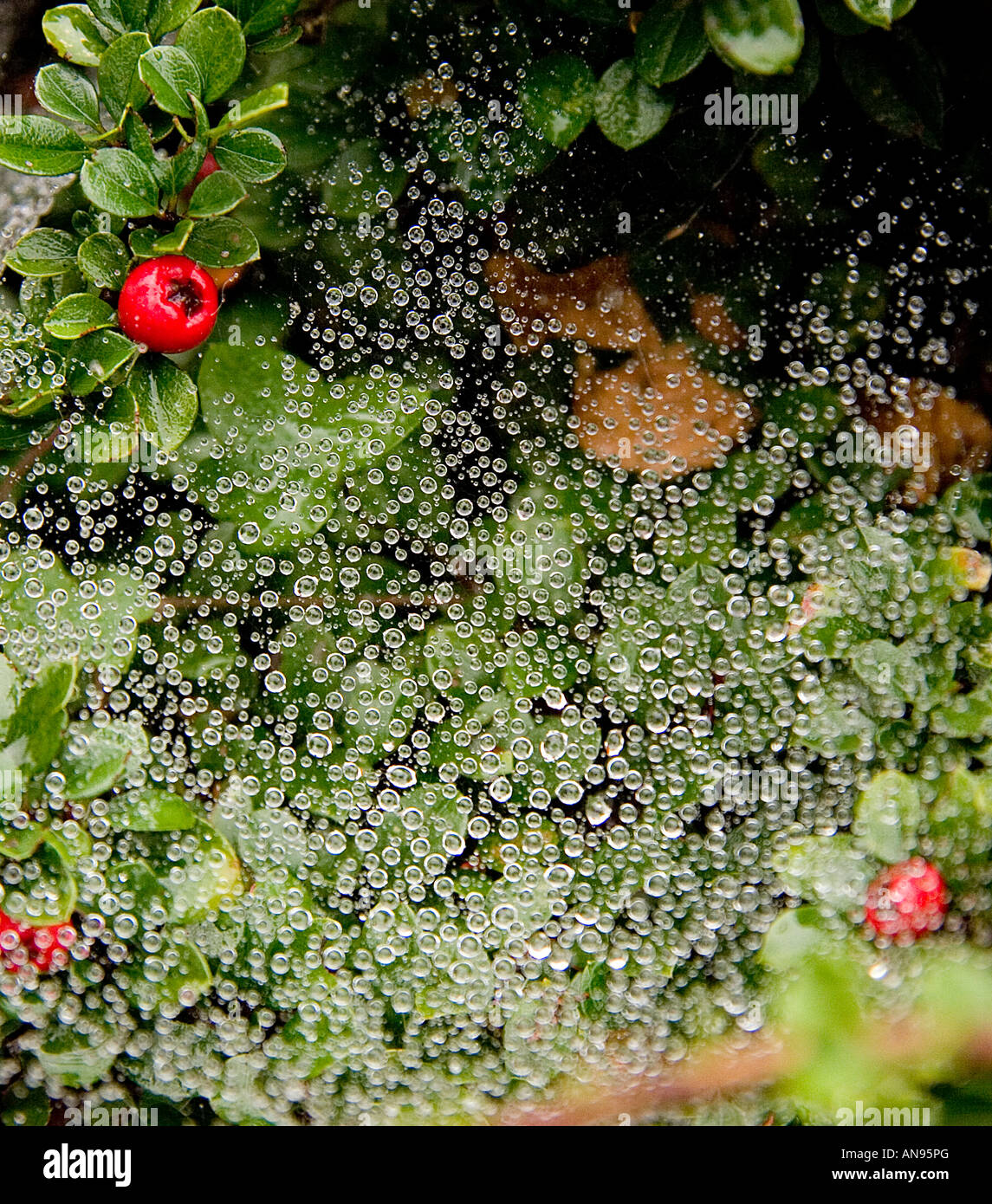 raindrops on a spiders web spread over green leaves red berries of cotoneaster and dead brown hornbeam leaves Stock Photo