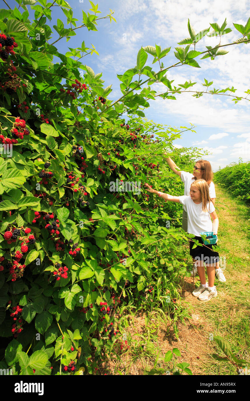 Child picking blackberries usa hires stock photography and images Alamy