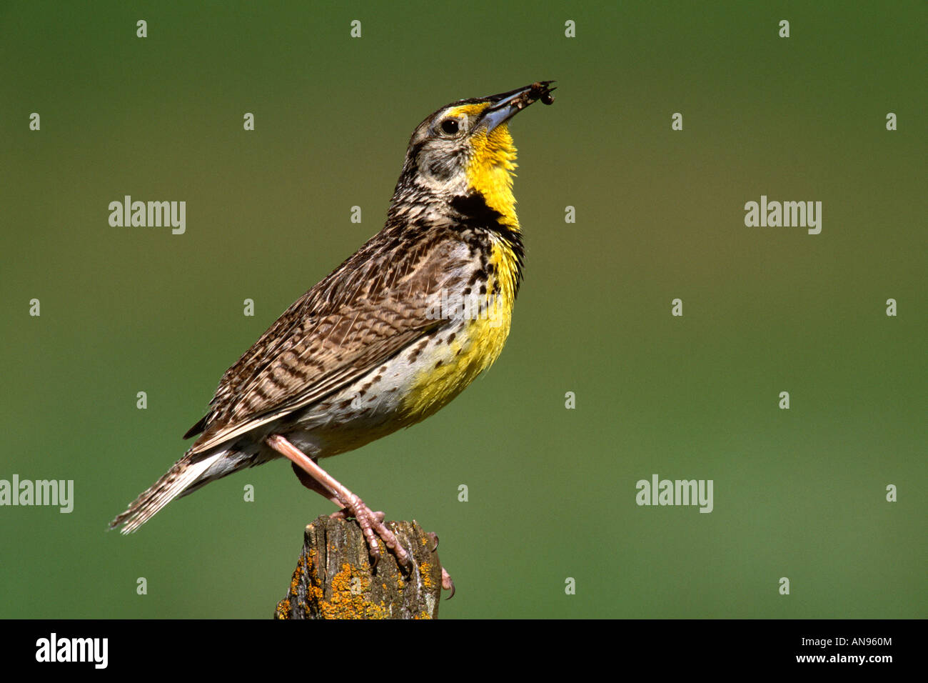 Western Meadowlark Perched with Insect Stock Photo
