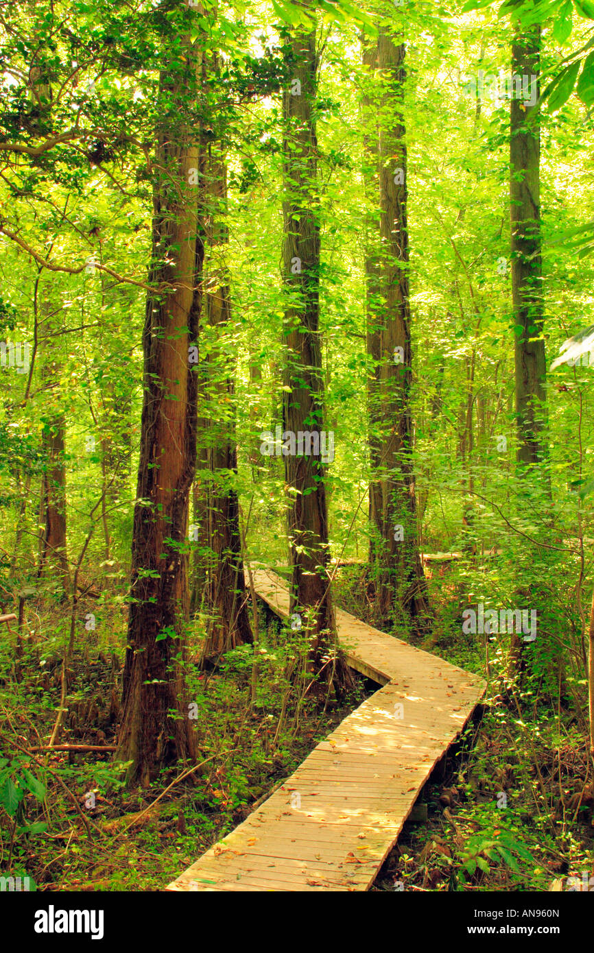 Battle Creek Bald Cypress Swamp, Port Republic, Maryland, USA Stock Photo