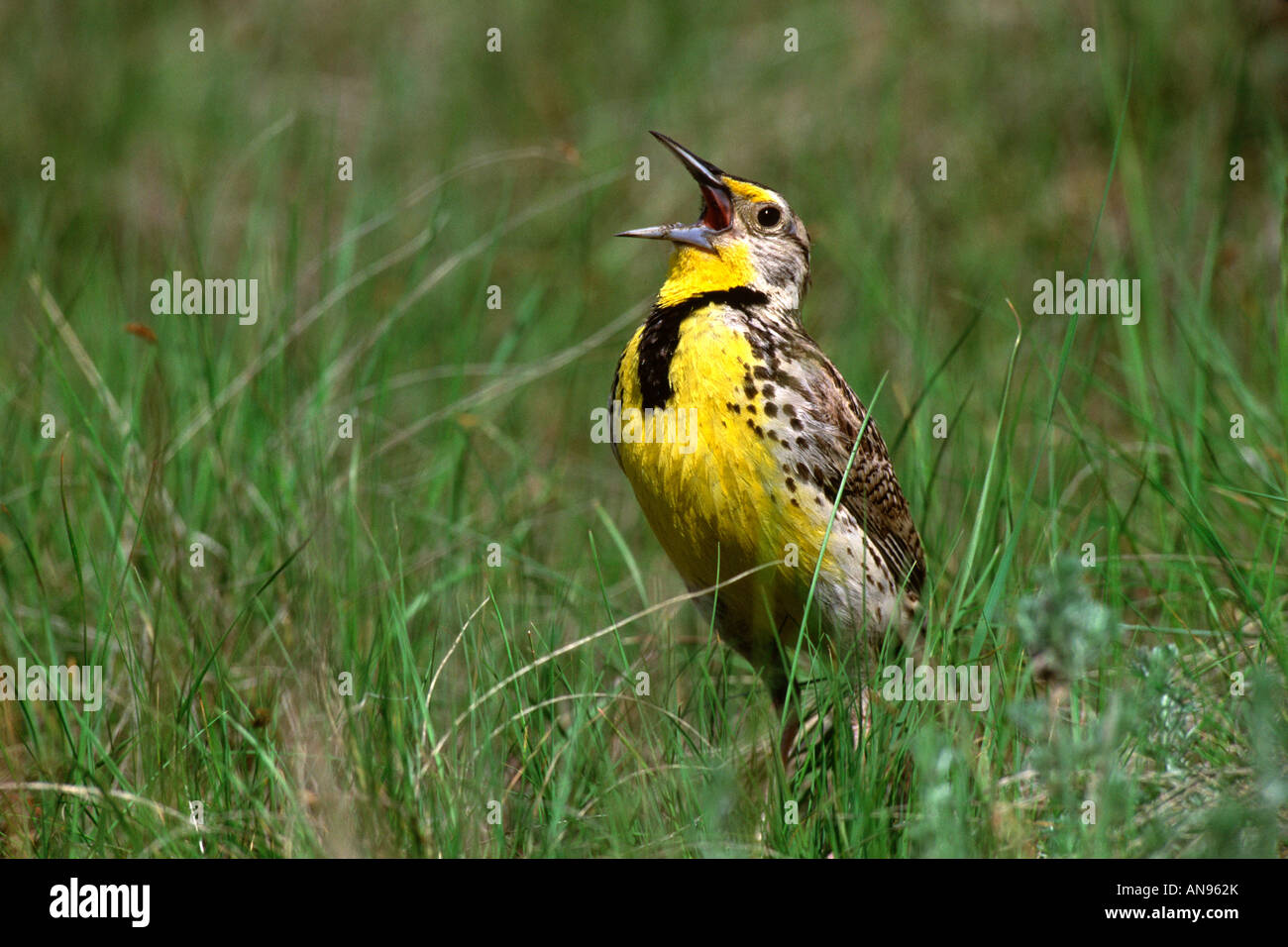 Western Meadowlark Singing Stock Photo