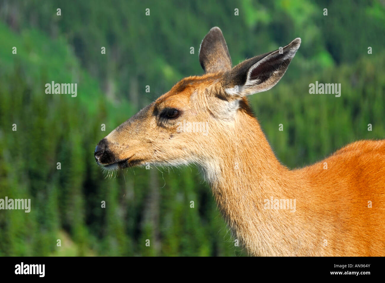 A wild deer on the summit of Hurricane Ridge in the northern part of ...