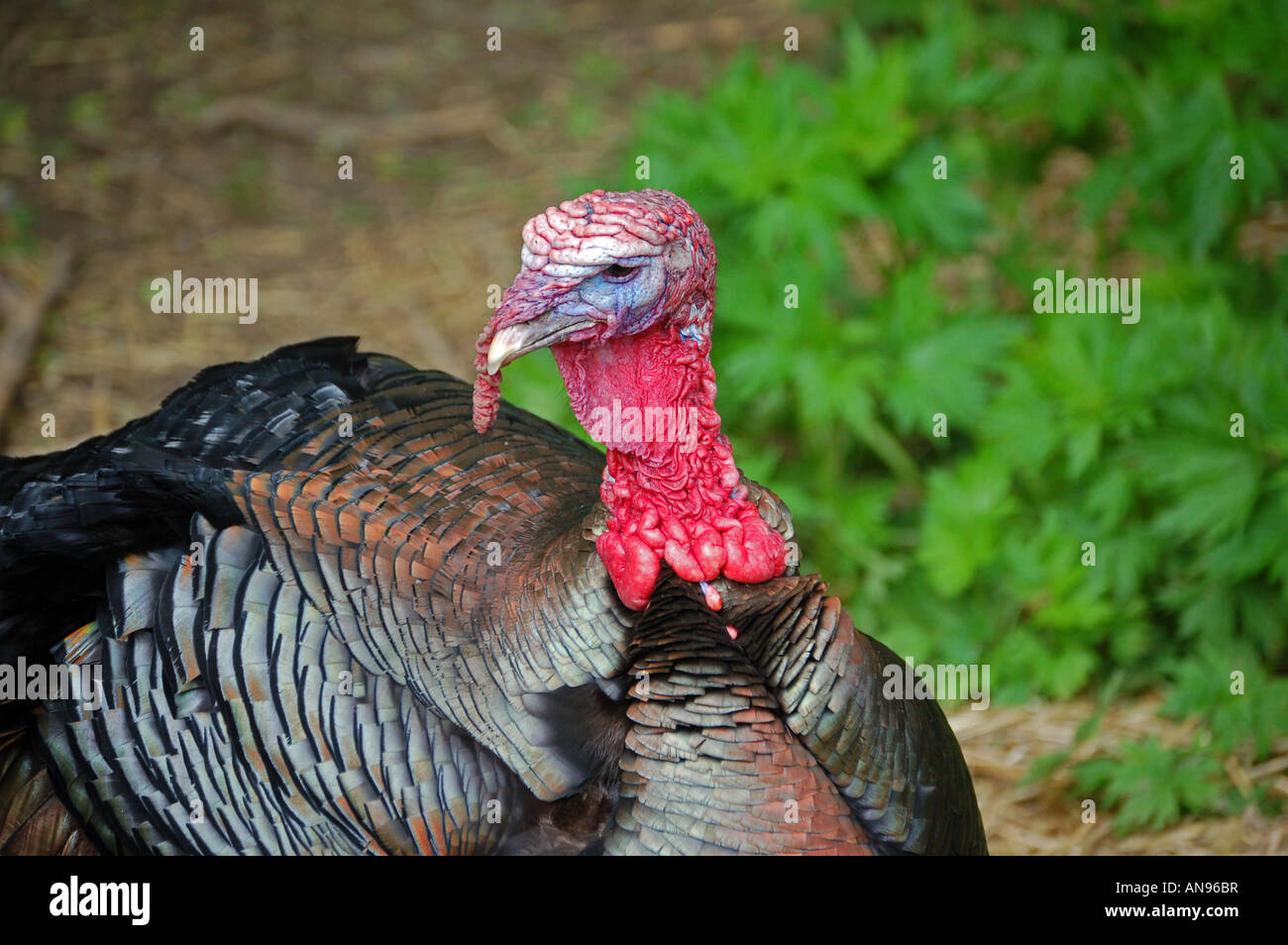 A male turkey Stock Photo Alamy