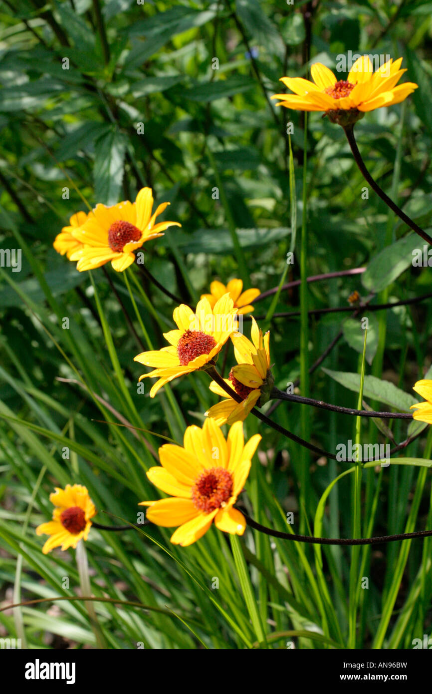 HELIOPSIS SUMMER NIGHTS Stock Photo - Alamy