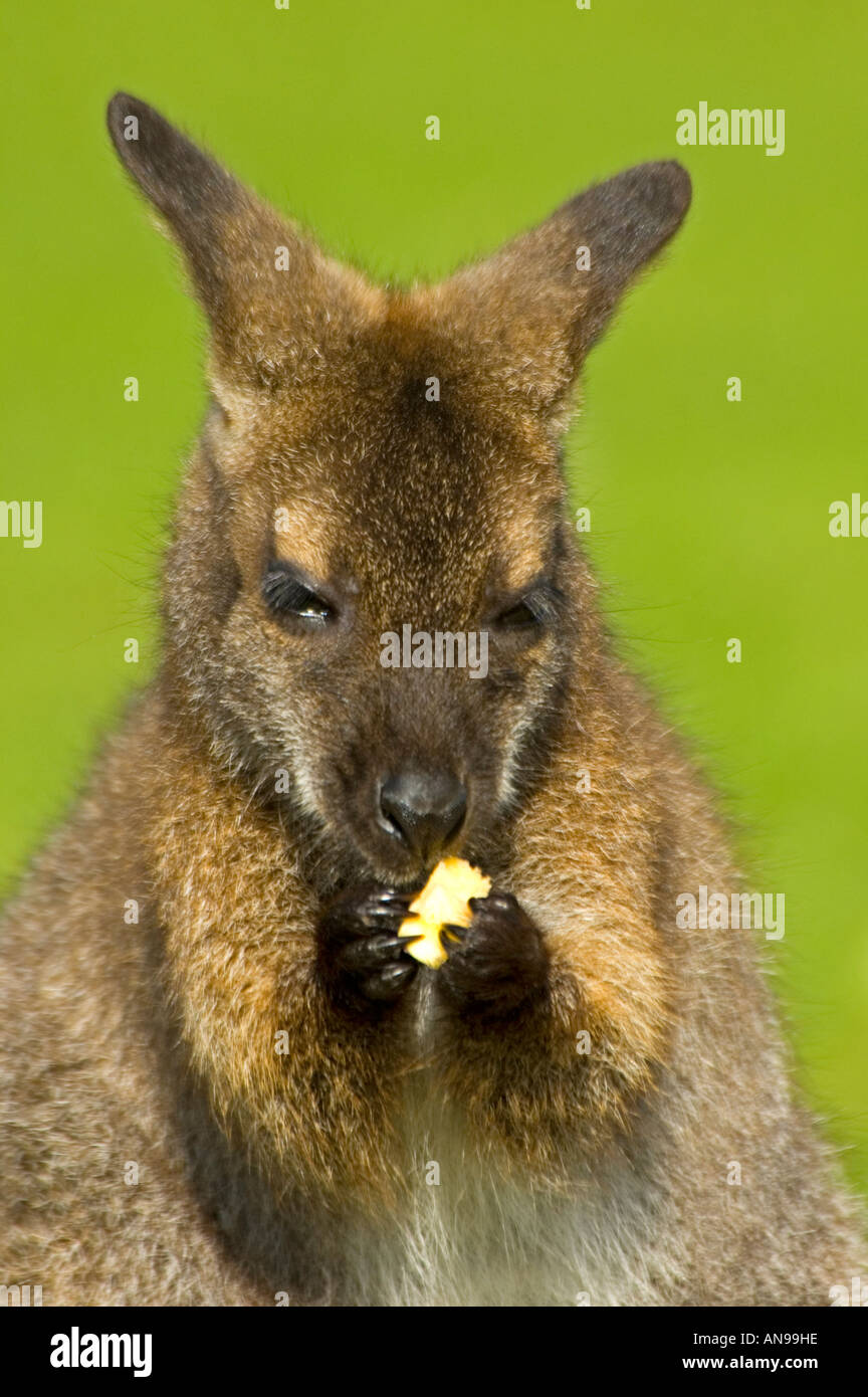 Vertical close up of a young Bennetts Wallaby (Macropus rufogriseus rufogriseus) eating a piece of fruit in the sun. Stock Photo