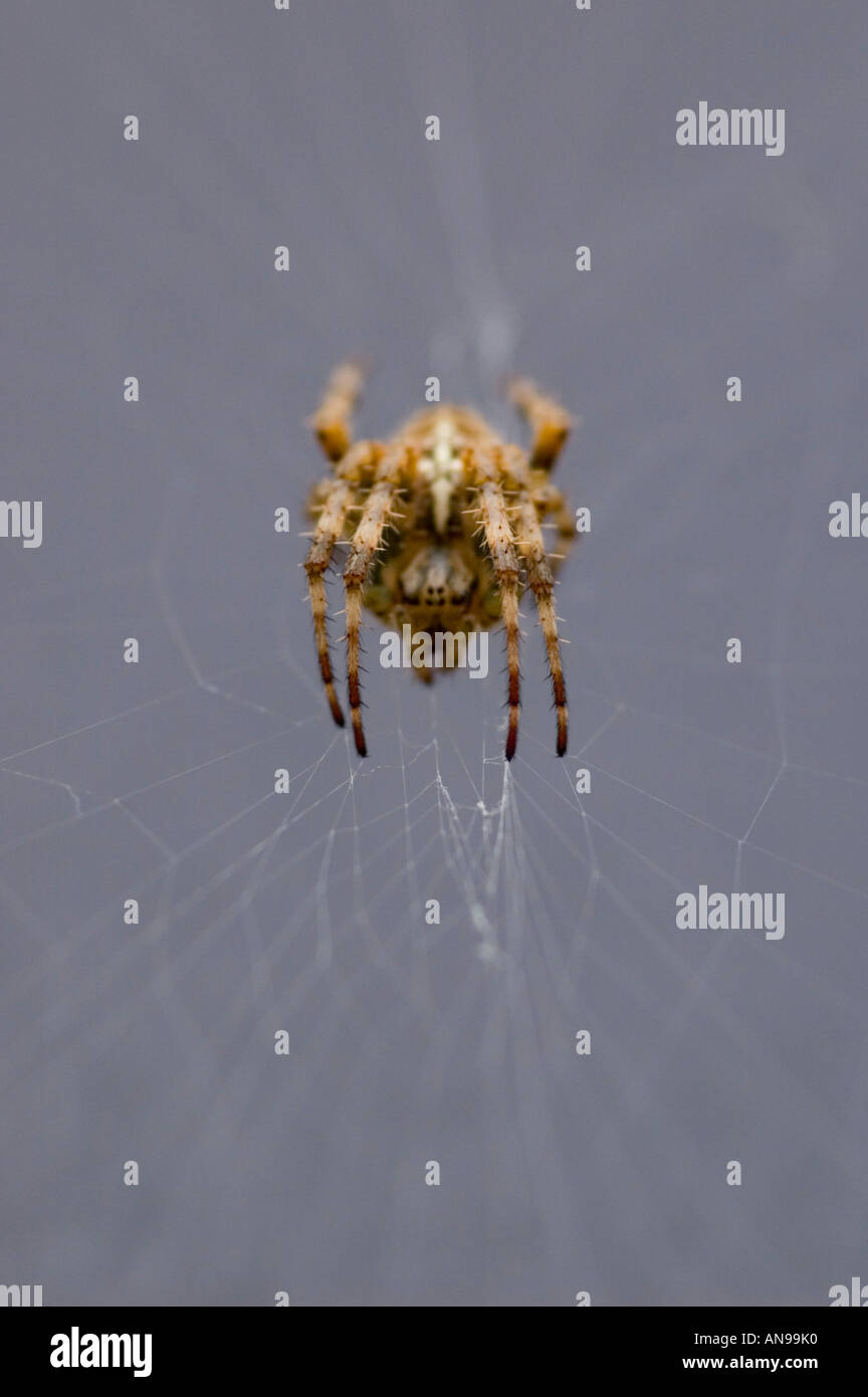 Vertical macro image of a large common garden spider [araneus ...