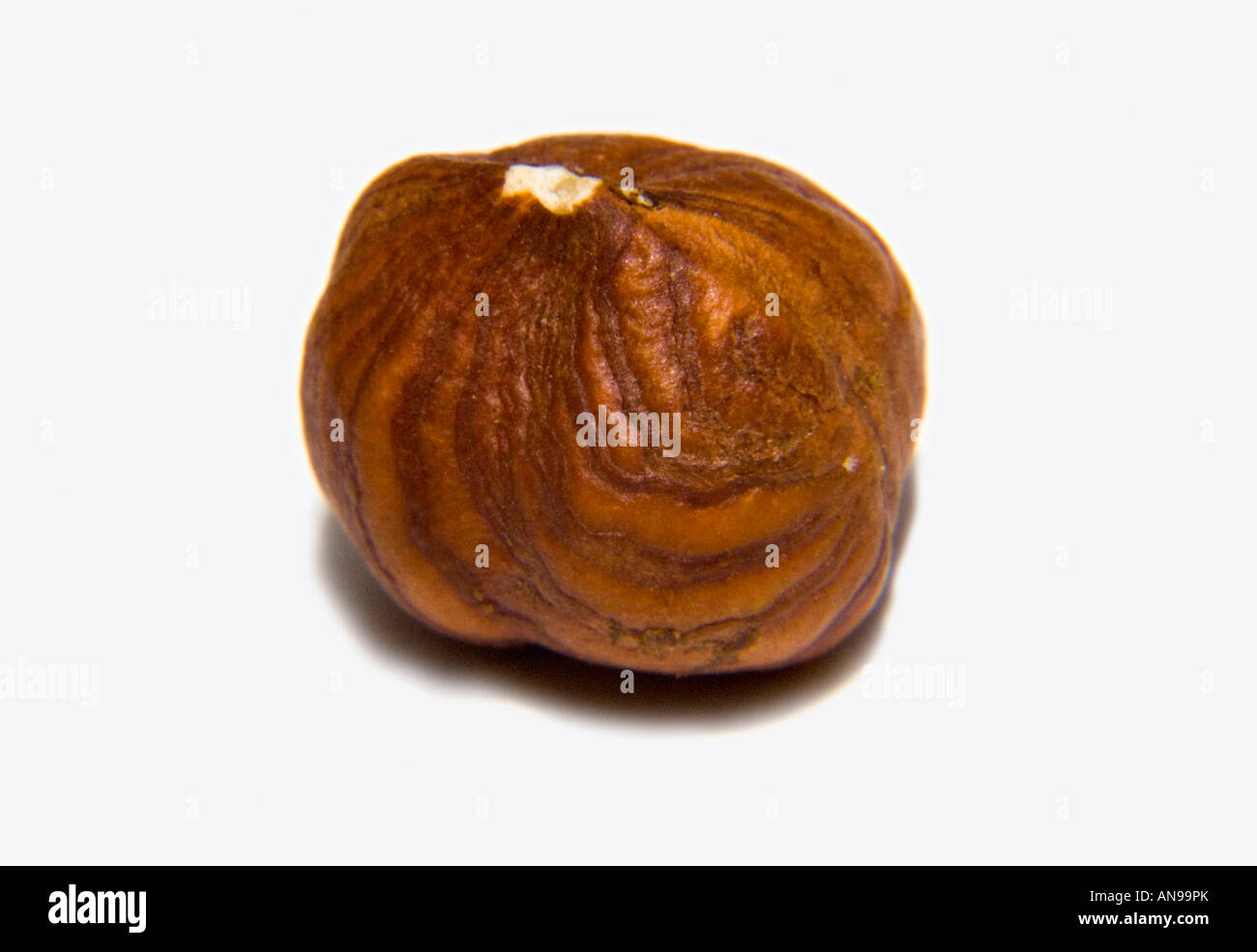 Hazelnut kernel hazel nut cut-out close up one Stock Photo