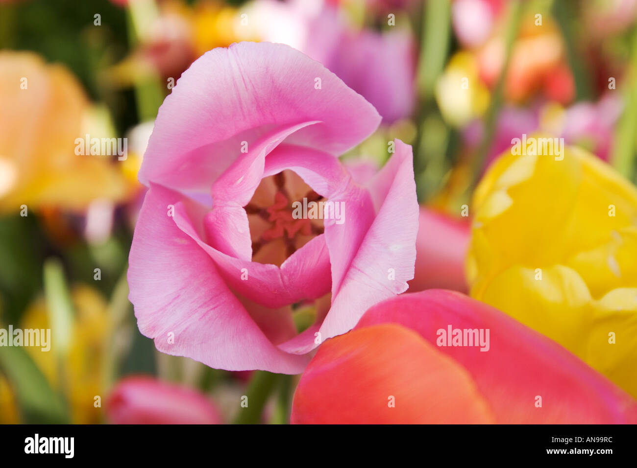 Tulip blooms hi-res stock photography and images - Alamy