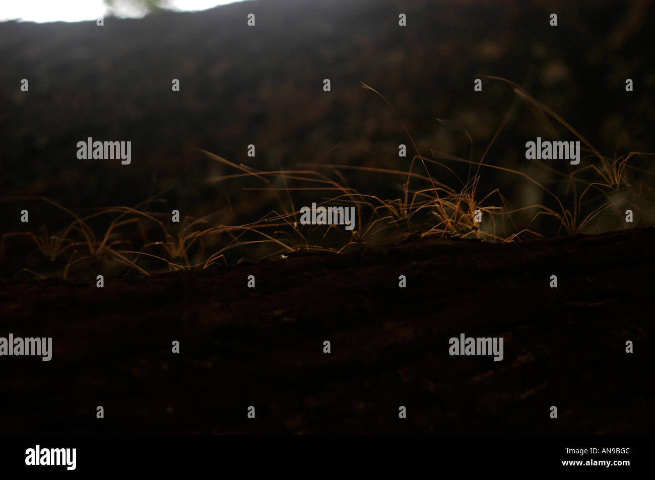 WILD SPIDERS ON TREE, PERIYAR TIGER RESERVE, THEKKADY, IDUKKI DIST ...
