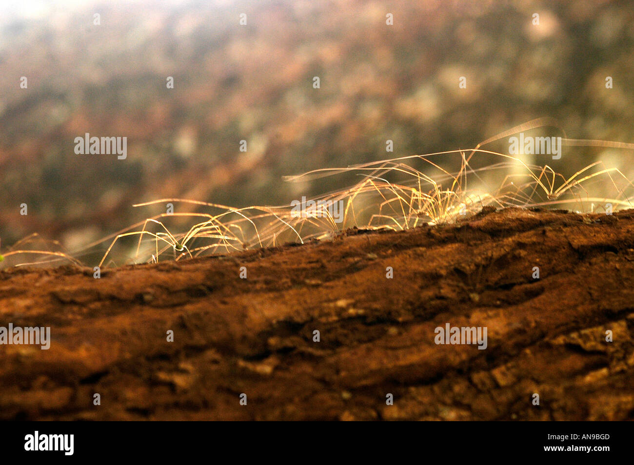 WILD SPIDERS ON TREE, PERIYAR TIGER RESERVE, THEKKADY, IDUKKI DIST ...