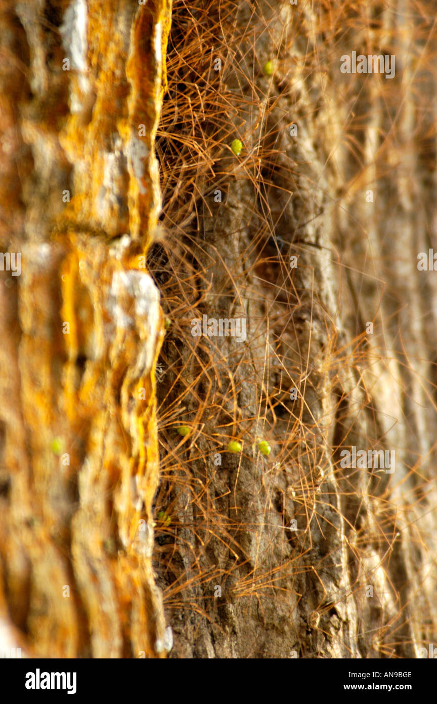 WILD SPIDERS ON TREE, PERIYAR TIGER RESERVE, THEKKADY, IDUKKI DIST ...