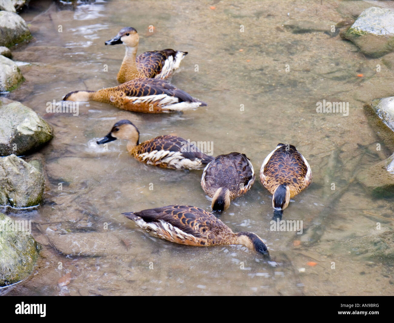 Ducks, Queensland, Australia Stock Photo