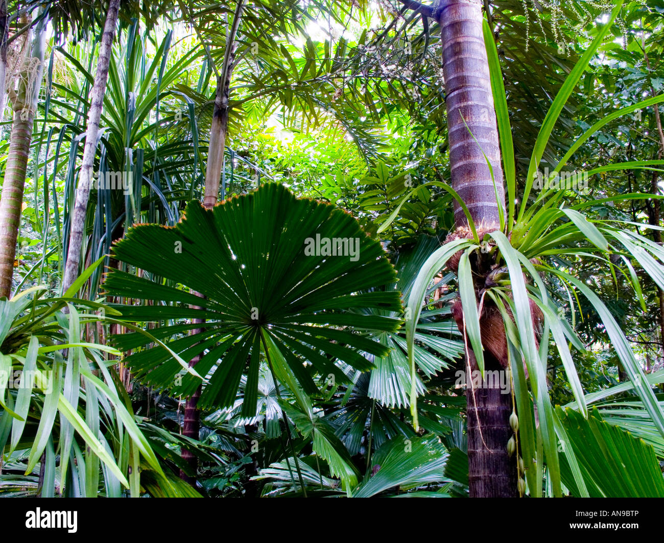 Fan Palms, Daintree Rainforest, Queensland, Australia Stock Photo Alamy