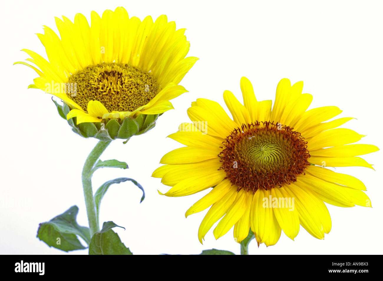 Sunflowers Helianthus annuus Stock Photo