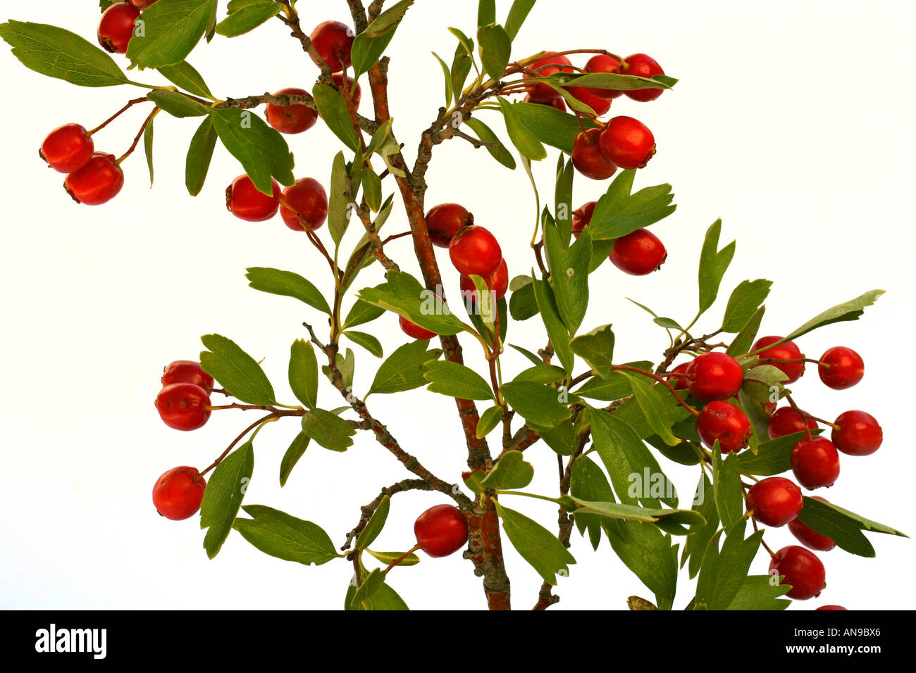 Hawthorn fruits Crataegus oxyacantha or monogyna Stock Photo Alamy