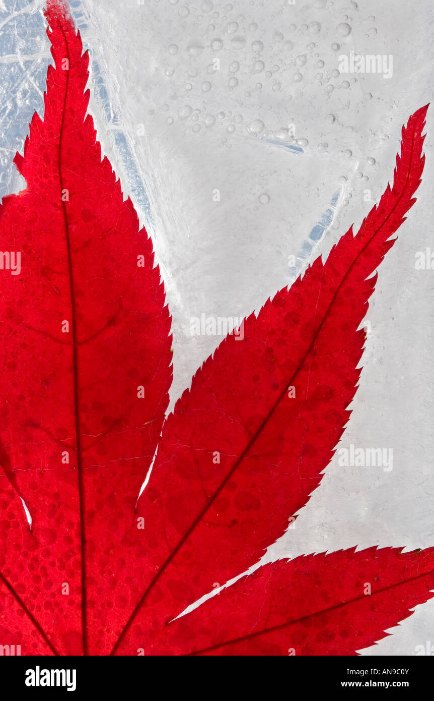 A Maple Leaf caught in a Frozen River in Canada Stock Photo - Alamy