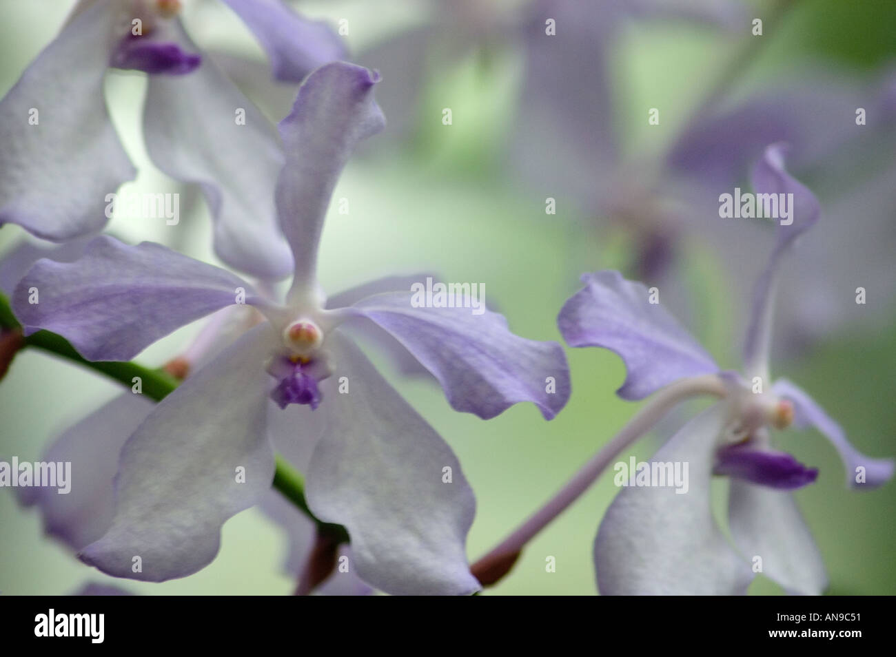 Lavender flowers of Vanda caerulea semi-alba Orchid Stock Photo