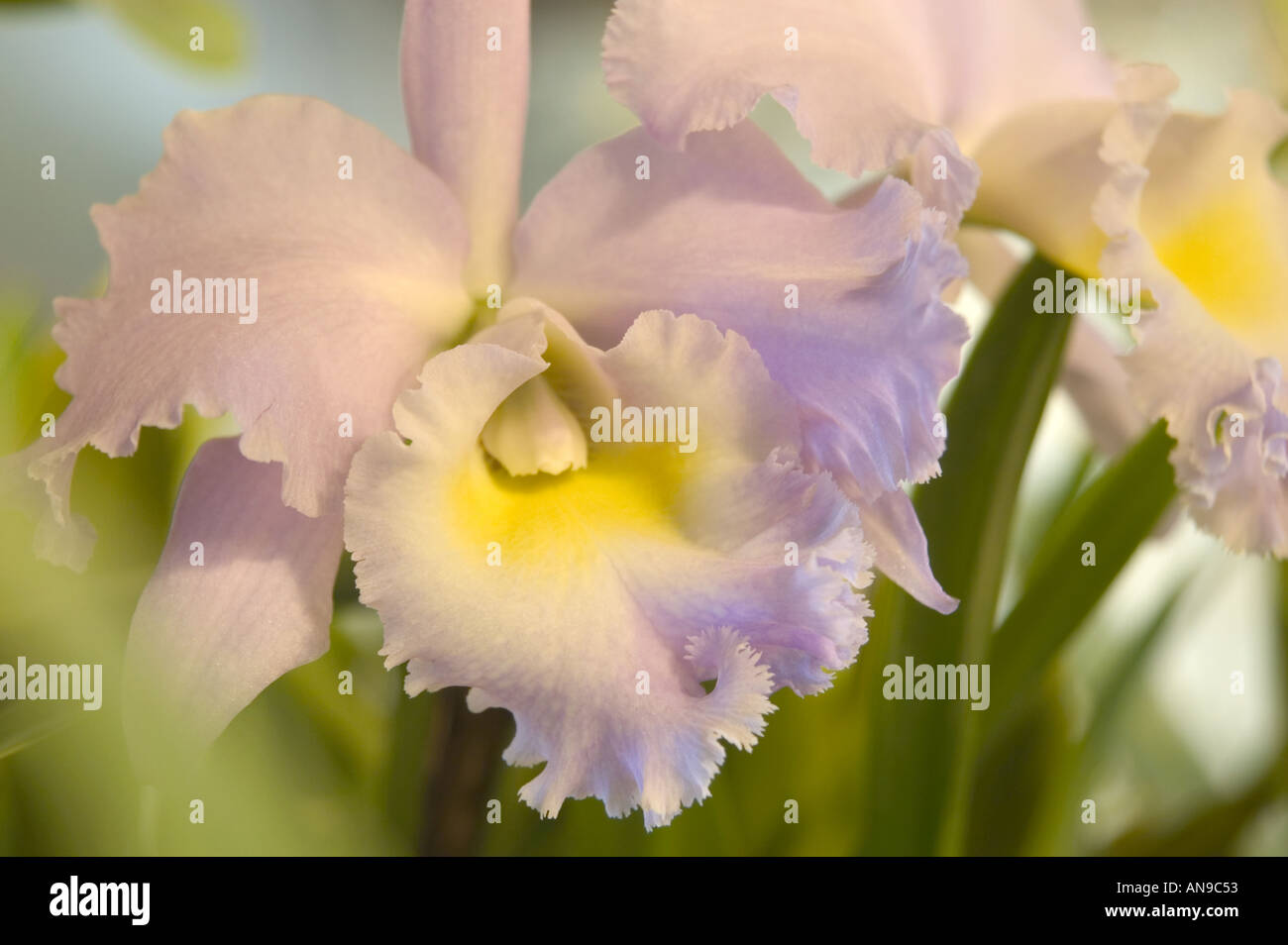 Orchid Blc. Princess Teresa 'Princess Michiko' Stock Photo