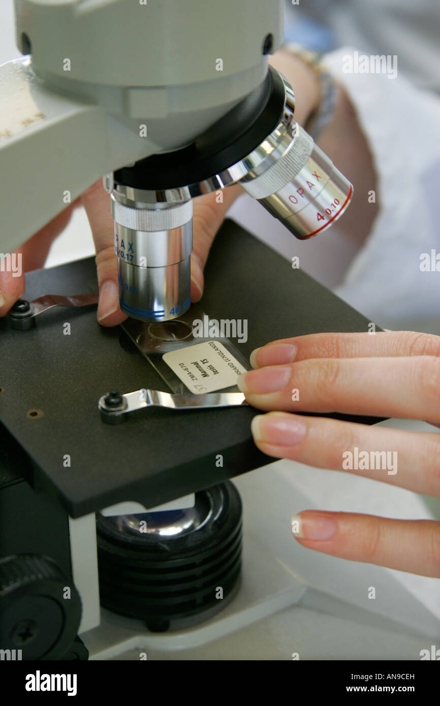 Examining a slide specimen using a microscope Stock Photo Alamy