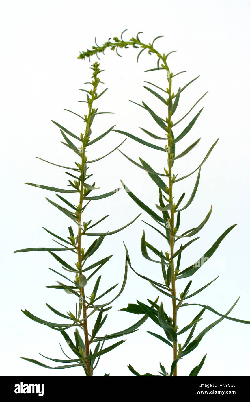 Tarragon Artemisia dracunculus Stock Photo Alamy