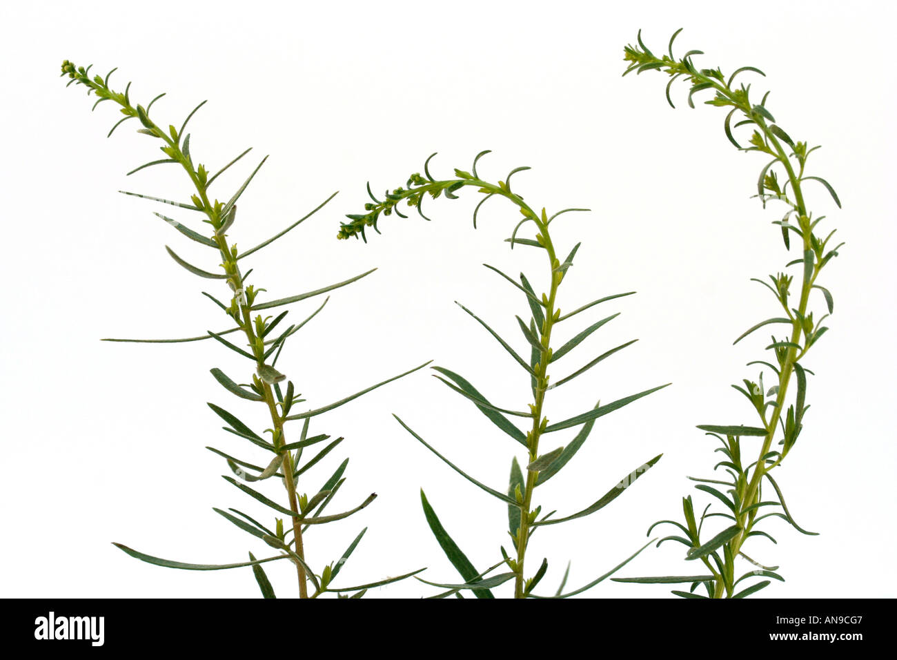 Tarragon Artemisia dracunculus Stock Photo Alamy