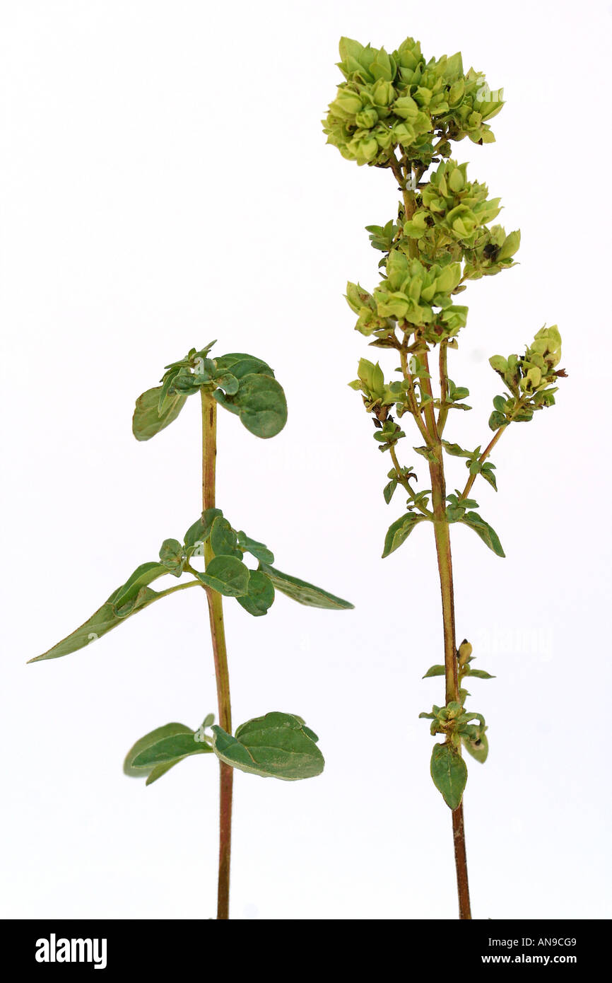 Marjoram Origanum vulgare Stock Photo Alamy