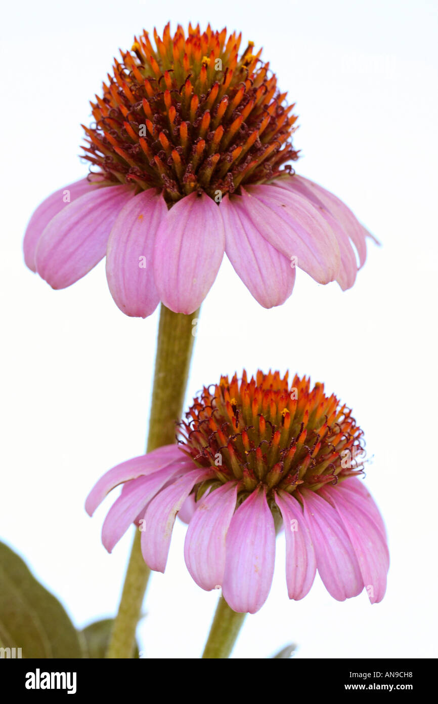 Purple coneflowers Echinacea purpurea Stock Photo Alamy