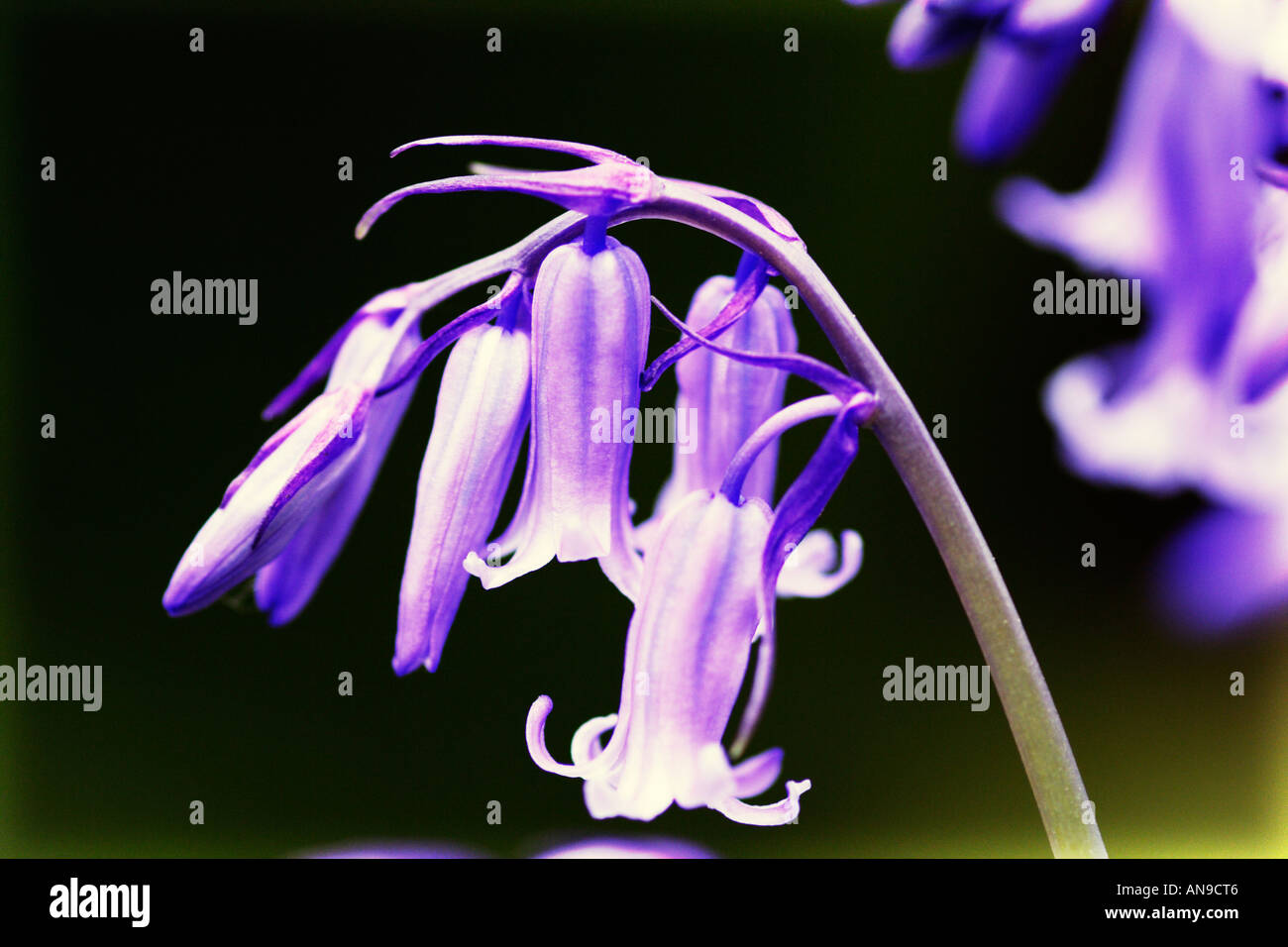 Sping colour hi-res stock photography and images - Alamy