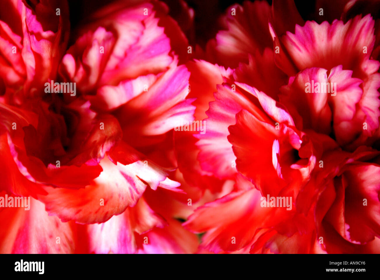 Carnation buttonhole hires stock photography and images Alamy