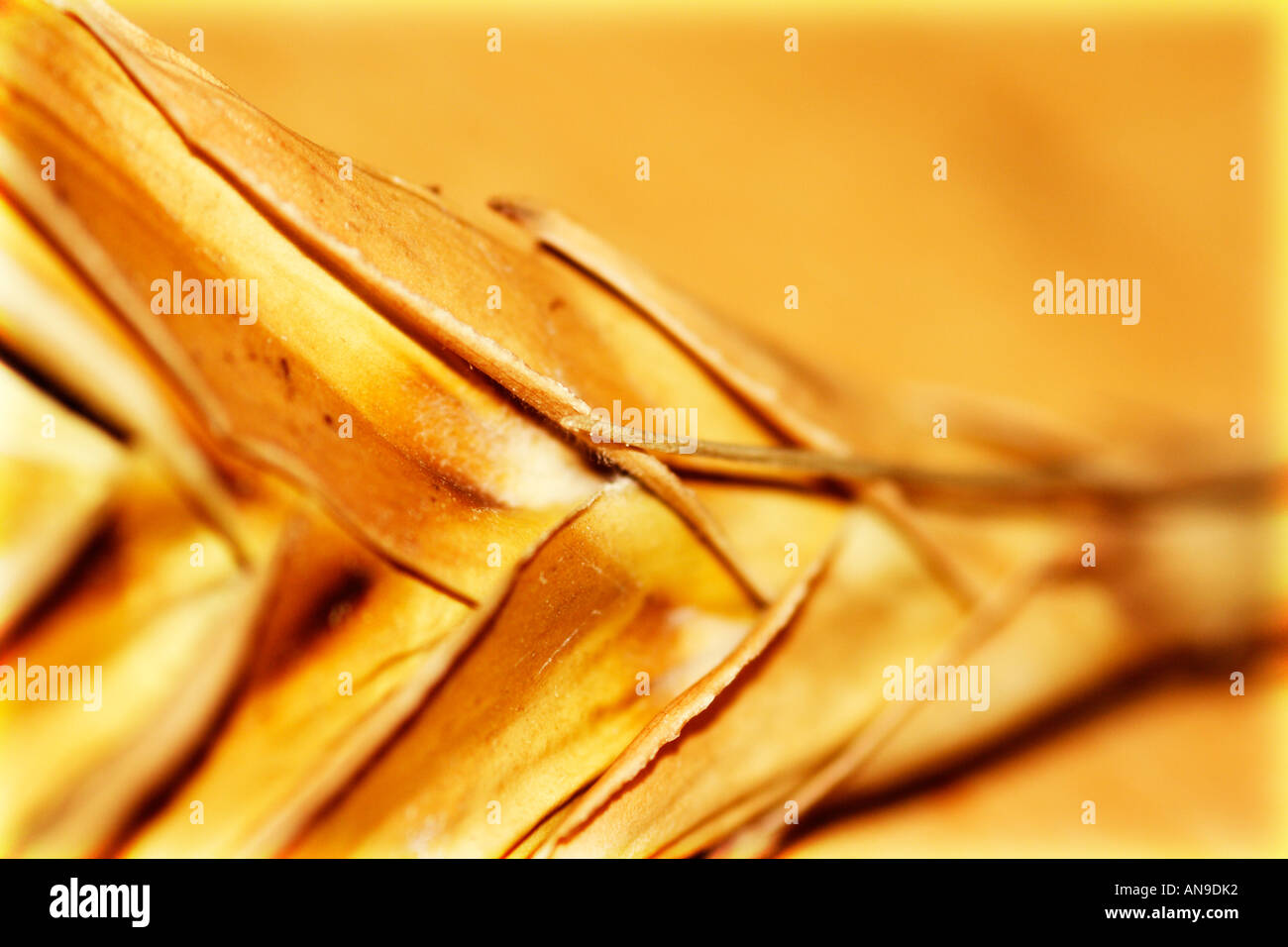 Close up details of dried tislandia Stock Photo