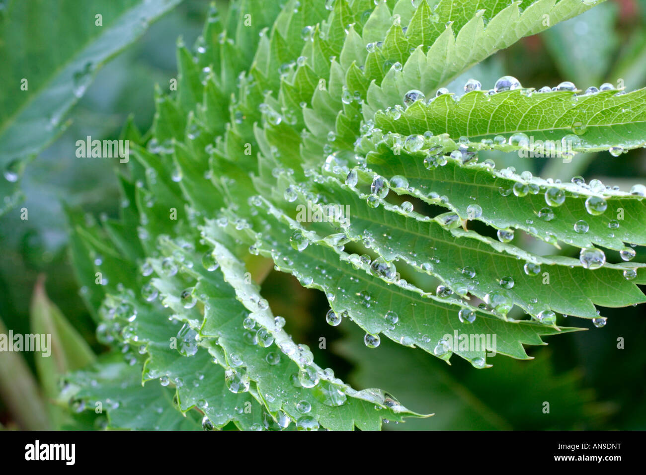 MELIANTHUS MAJOR FOLIAGE Stock Photo